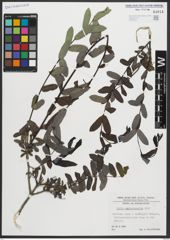 Foto von Salix amplexicaulis Bory